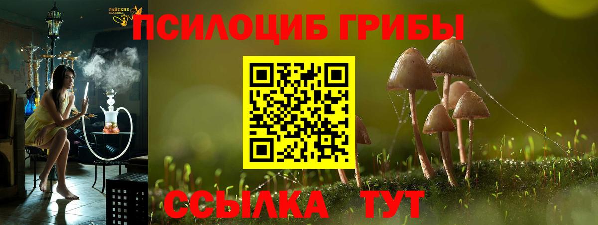 Псилоцибиновые грибы Psilocybine cubensis  Лесной  Галлюциногенные грибы Psilocybe 